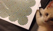 CUBE- Vass Imre és Somló Dávid: Kockafej