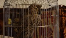 Varázsvilág - Odú családbarát szabadulós játék