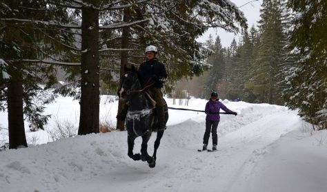 Skijoring – lovassíelés, új dimenzió a téli sportokban Skijoring – lovassíelés, új dimenzió a téli sportokban
