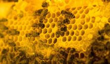 A mi méheink - A méheket középpontba helyező méhtartás