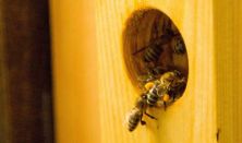A mi méheink - A természetes méhészet szemlélete és gyakorlata