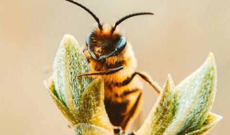 A mi méheink: A méhek és a környezet kapcsolata - A méhek tavaszi élete