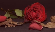 Georges Bizet: CARMEN opera