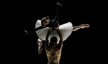 Ballet Company of Győr: Movements to Stravinsky / Mimi 