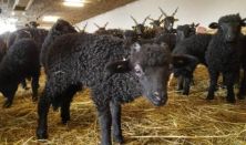 Ismerkedés bárányokkal a Hortobágyi Nemzeti Park Igazgatóság racka törzsállományában