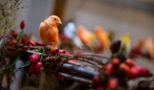 Díszmadár kiállítás /2025. október 3.-4.-5./