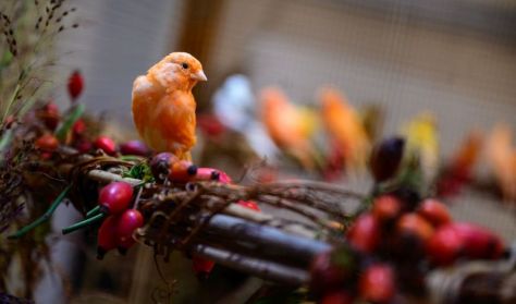 Díszmadár kiállítás /2025. október 3.-4.-5./