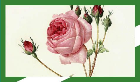 Botanikai illusztrációk workshop - A rózsa alkímiája