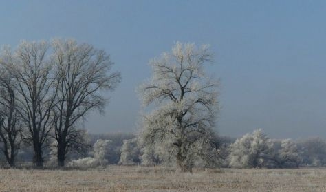 Nevezetes nagy fák a Tisza mentén