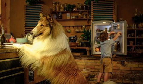 LASSIE - ÁLLATI MENTŐAKCIÓ LASSIE - ÁLLATI MENTŐAKCIÓ