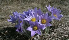 Tavaszi virágpompa a Sas-hegyen