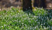 Tavasznyitó hóvirágok és társaik az Alcsúti Arborétumban