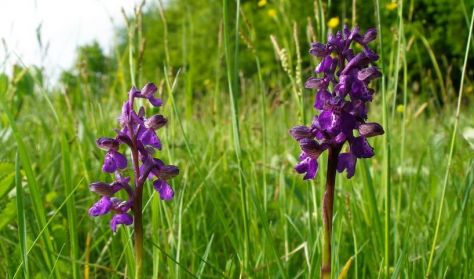 Orchidea és nőszirom túra a Kis-Strázsa-hegyen