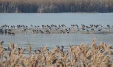 Európai Madármegfigyelő Nap a Gátéri Fehér-tónál