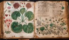 Botanikai illusztrációk workshop - A Voynich-kézirat rejtélye