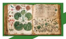 Botanikai illusztrációk workshop - A Voynich-kézirat rejtélye