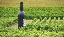 BWG - Balaton Wine & Gourmet Fesztivál / A MÉRET A LÉNYEG?
