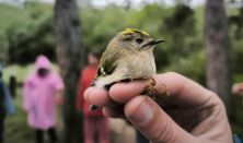 Tollasok testközelből - Madárgyűrűzés a Jági-tónál