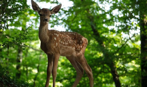 Bambi – Egy élet az erdőben (Fábri)