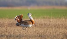 Hajnali túzokleső túra a Felső-Kiskunságban