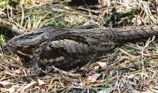 Lappantyúk éjszakája a Fülöpházi-buckavidéken