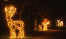 Fények Elvarázsolt Erdeje Pécs - Napijegy