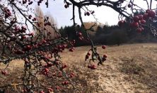 Őszi túra a Fülöpházi-homokbuckák között