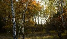 Őszi lombszíneződés a Peszéri-erdőben