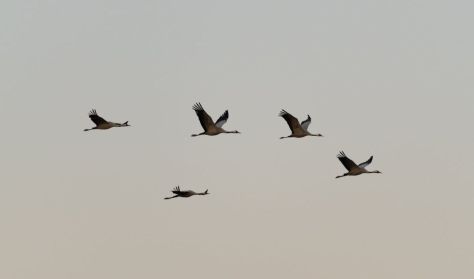 Darvak nyomában a szegedi Fehér-tavon