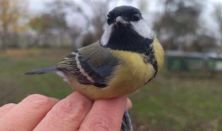 Téli madárgyűrűzés a turjánon – madárkalács készítéssel