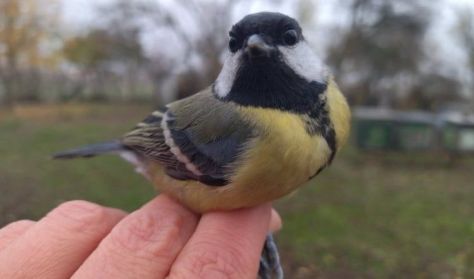 Téli madárgyűrűzés a turjánon – madárkalács készítéssel