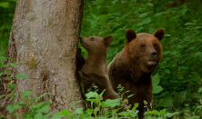 Hegyizene 2 - vetítés és közönségtalálkozó