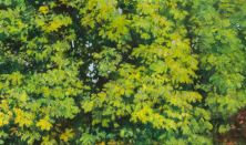 A GYŰJTEMÉNY (1900–2022)