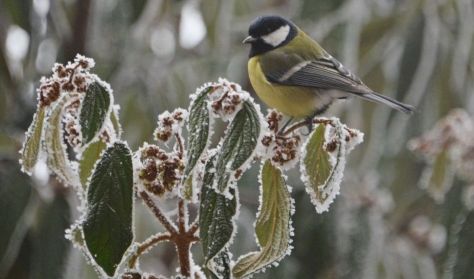 Jókai 200 - Téli séták Jókai-kertben